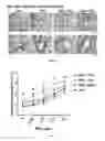 Fig. 03 - Suppression of allergic lung inflammation and hyperreactivity