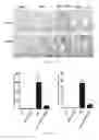 Fig. 04 - Suppression of allergic lung inflammation and hyperreactivity