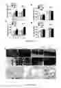 Fig. 08 - COMPOSITIONS AND METHODS FOR TREATING NEURODEGENERATIVE DISEASE