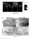 Fig. 09 - COMPOSITIONS AND METHODS FOR TREATING NEURODEGENERATIVE DISEASE