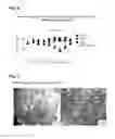 Fig. 03 - Peptide having fibrosis inhibitory activity and composition containing same