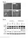 Fig. 09 - Peptide having fibrosis inhibitory activity and composition containing same