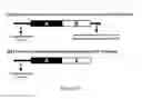 Fig. 12 - Method for enhancing immune response in the treatment of infectious and malignant diseases