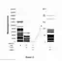 Fig. 03 - Compositions and methods for viral cancer neoepitopes