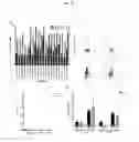 Fig. 14 - Specific and unique T cell responses and molecular signatures for the treatment and diagnosis of 