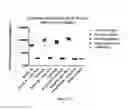 Fig. 04 - Vaccine composition comprising complexed immunostimulatory nucleic acids and antigens packaged with disulfide-linked polyethyleneglycol/peptide conjugates