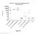 Fig. 07 - Vaccine composition comprising complexed immunostimulatory nucleic acids and antigens packaged with disulfide-linked polyethyleneglycol/peptide conjugates