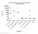 Fig. 08 - Vaccine composition comprising complexed immunostimulatory nucleic acids and antigens packaged with disulfide-linked polyethyleneglycol/peptide conjugates