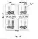 Fig. 02 - Compositions and methods for induction of TH17 cells