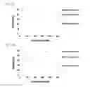 Fig. 14 - Pincers comprising antibody and aptamer conjugated via a linker which binds to the same target material and use thereof