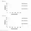 Fig. 15 - Pincers comprising antibody and aptamer conjugated via a linker which binds to the same target material and use thereof