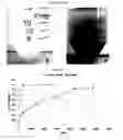 Fig. 59 - Polyamine-dihydroxybenzoic acid conjugate hydrogels as iron chelators