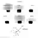 Fig. 58 - Polyamine-dihydroxybenzoic acid conjugate hydrogels as iron chelators