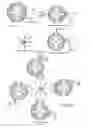 Fig. 07 - Injectable dendrimer hydrogel nanoparticles