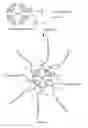 Fig. 08 - Injectable dendrimer hydrogel nanoparticles