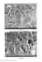 Fig. 19 - Injectable dendrimer hydrogel nanoparticles