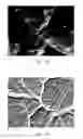Fig. 04 - BIOLOGICAL FIBER MEMBRANE AND METHOD FOR PREPARING THE SAME