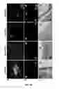 Fig. 19 - Biodegradable, thermally responsive injectable hydrogel for treatment of ischemic cardiomyopathy