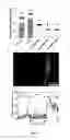 Fig. 04 - COMPOSITIONS AND METHODS FOR SURFACE MINERALIZATION