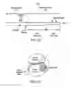 Fig. 14 - Implantable fluid delivery apparatus and implantable electrode