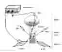 Fig. 01 - Dipole electrical stimulation employing direct current for recovery from spinal cord injury