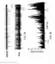 Fig. 18 - Dipole electrical stimulation employing direct current for recovery from spinal cord injury
