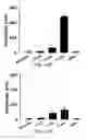 Fig. 25 - Dipole electrical stimulation employing direct current for recovery from spinal cord injury