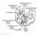 Fig. 01 - Systems, devices and methods for the treatment of neurological disorders and conditions
