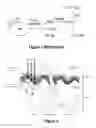 Fig. 02 - Systems and methods for phototherapeutic modulation of nitric oxide