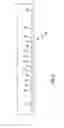 Fig. 02 - GOLF CLUB WITH IMPROVED WEIGHTING