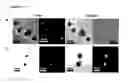 Fig. 06 - SUPRAMOLECULAR CAPSULES