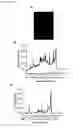 Fig. 09 - SUPRAMOLECULAR CAPSULES