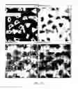 Fig. 32 - Abrasive particles having particular shapes and methods of forming such particles