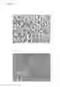 Fig. 14 - Mold, method for producing mold, anti-reflection film and method for producing anti-reflection film