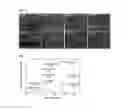 Fig. 04 - Multilayered composite material using nanofibrillated cellulose and thermoplastic matrix polymer