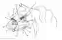 Fig. 01 - Locator and Safety Halter