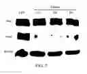 Fig. 09 - Methods for skin whitening using a gallotannin