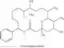 Fig. 12 - NEOSORAPHENS