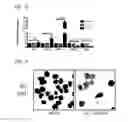Fig. 06 - Compositions and Methods for Treating Neoplasia, Inflammatory Disease and Other Disorders