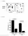 Fig. 08 - Compositions and Methods for Treating Neoplasia, Inflammatory Disease and Other Disorders