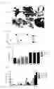 Fig. 09 - Compositions and Methods for Treating Neoplasia, Inflammatory Disease and Other Disorders