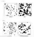 Fig. 10 - Compositions and Methods for Treating Neoplasia, Inflammatory Disease and Other Disorders