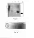 Fig. 06 - Heparin affinity tag and application thereof