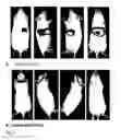 Fig. 04 - Viral vector for the targeted transfer of genes in the brain and spinal cord