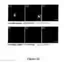 Fig. 44 - Peptides whose uptake by cells is controllable