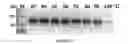 Fig. 08 - MSP nanopores and uses thereof