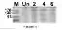 Fig. 14 - MSP nanopores and uses thereof