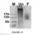 Fig. 15 - MSP nanopores and uses thereof