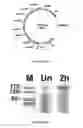 Fig. 18 - MSP nanopores and uses thereof