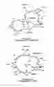Fig. 02 - Fusion molecules